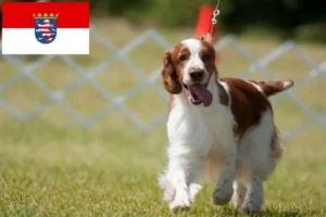 Lees meer over het artikel Welsh Springer Spaniel fokkers en pups in Hessen