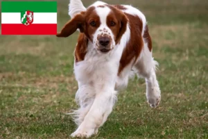 Lees meer over het artikel Welsh Springer Spaniel fokkers en pups in Noordrijn-Westfalen