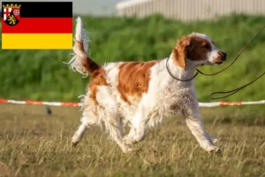 Lees meer over het artikel Welsh Springer Spaniel fokkers en pups in Rijnland-Palts