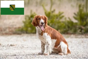 Lees meer over het artikel Welsh Springer Spaniel fokkers en pups in Saksen