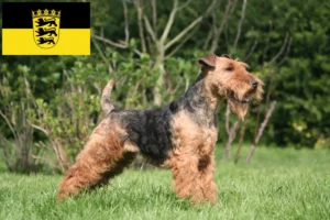 Lees meer over het artikel Welsh Terrier fokkers en pups in Baden-Württemberg