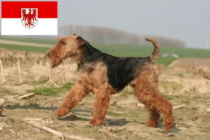 Lees meer over het artikel Welsh Terrier fokkers en pups in Brandenburg