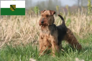 Lees meer over het artikel Welsh Terrier fokkers en pups in Saksen