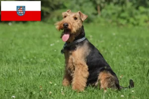 Lees meer over het artikel Welsh Terrier fokkers en pups in Thüringen