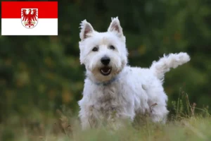 Lees meer over het artikel Westie fokkers en pups in Brandenburg