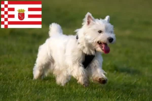 Lees meer over het artikel Westie fokkers en pups in Bremen