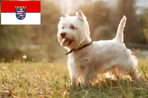 Lees meer over het artikel Westie fokkers en pups in Hessen