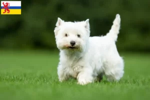 Lees meer over het artikel Westie fokkers en pups in Limburg