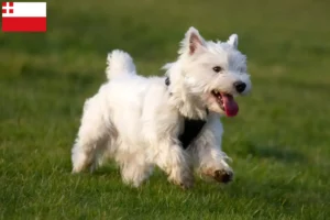 Lees meer over het artikel Westie fokkers en pups in Utrecht