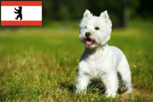 Lees meer over het artikel Westie fokkers en pups in Berlijn