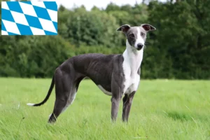 Lees meer over het artikel Whippet fokkers en pups in Beieren