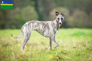 Lees meer over het artikel Whippet fokkers en pups in Flevoland