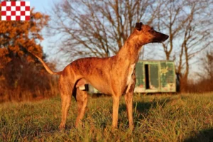 Lees meer over het artikel Whippet fokkers en pups in Noord-Brabant