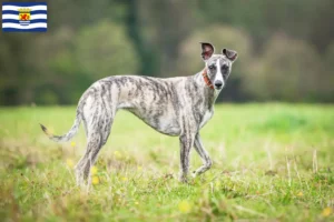 Lees meer over het artikel Whippet fokkers en pups in Zeeland