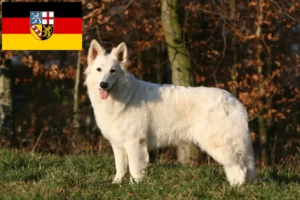 Lees meer over het artikel Witte Zwitserse Herder Hondenfokker en Puppies in Saarland