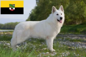 Lees meer over het artikel Witte Zwitserse Herdershond Fokker en Puppies in Saksen-Anhalt