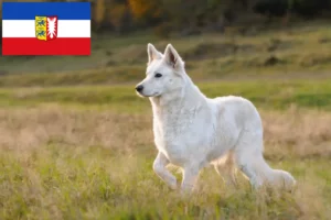 Lees meer over het artikel Witte Zwitserse Herder Hondenfokker en Puppies in Sleeswijk-Holstein