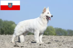 Lees meer over het artikel Witte Zwitserse Herder Hondenfokker en Puppies in Thüringen