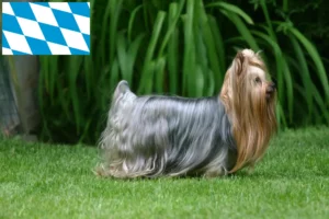 Lees meer over het artikel Yorkshire Terrier fokkers en puppies in Beieren