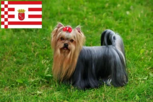 Lees meer over het artikel Yorkshire Terrier fokkers en pups in Bremen