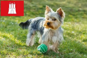 Lees meer over het artikel Yorkshire Terrier fokkers en pups in Hamburg