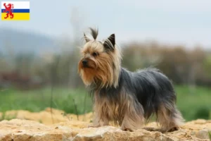 Lees meer over het artikel Yorkshire Terrier fokkers en pups in Limburg