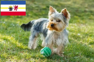 Lees meer over het artikel Yorkshire Terrier fokkers en pups in Mecklenburg-Vorpommern