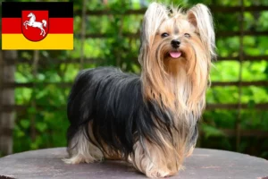 Lees meer over het artikel Yorkshire Terrier fokkers en pups in Nedersaksen