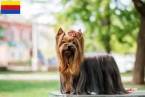 Lees meer over het artikel Yorkshire Terrier fokkers en pups in Noord-Holland