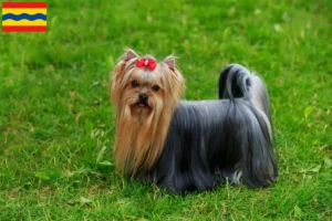 Lees meer over het artikel Yorkshire Terrier fokkers en pups in Overijssel