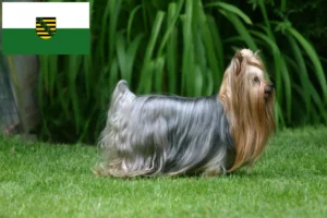 Lees meer over het artikel Yorkshire Terrier fokkers en pups in Saksen