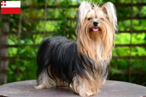 Lees meer over het artikel Yorkshire Terrier fokkers en pups in Utrecht