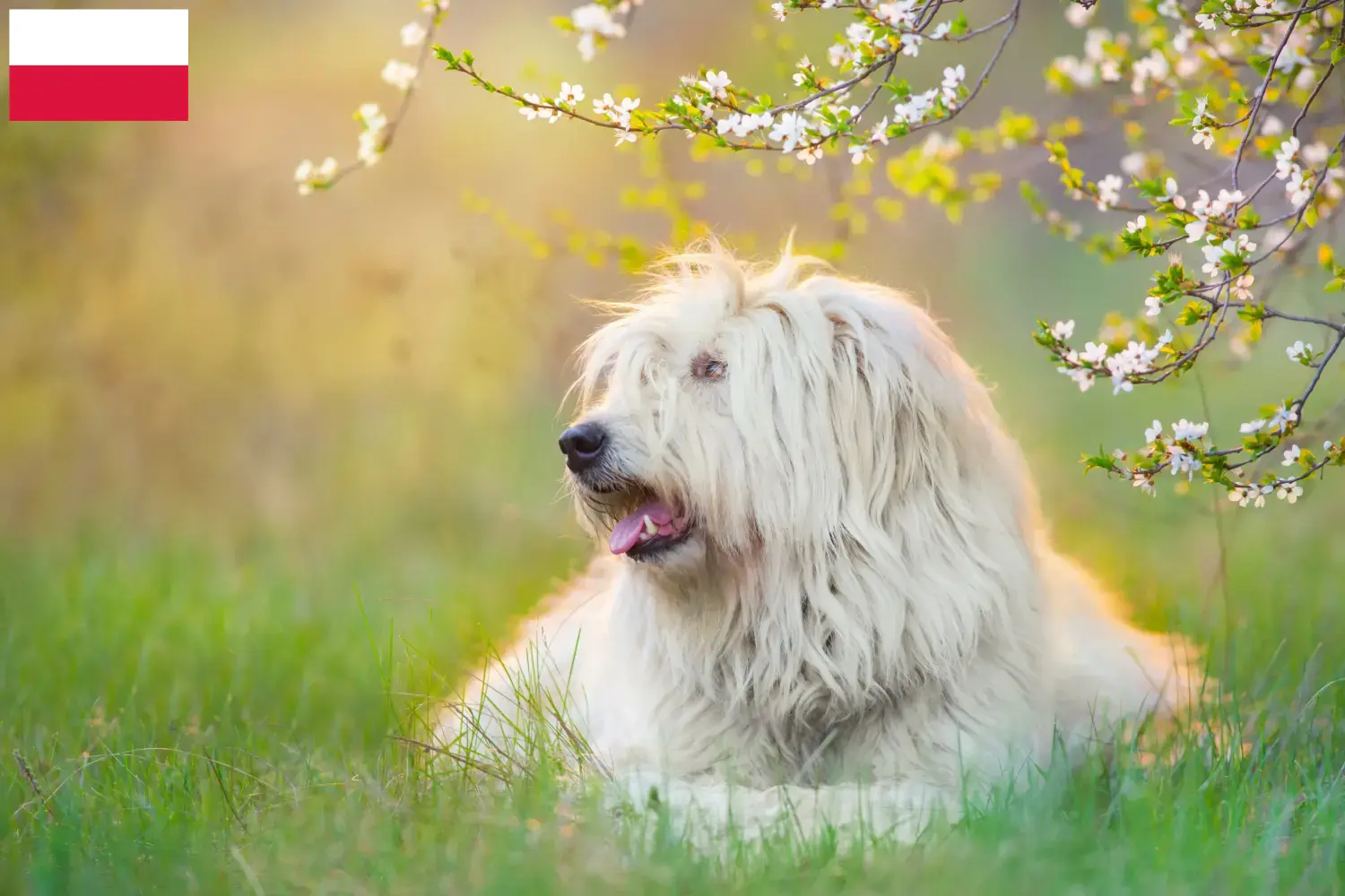 Lees meer over het artikel Zuid-Russische Ovtcharka fokker en puppies in Polen