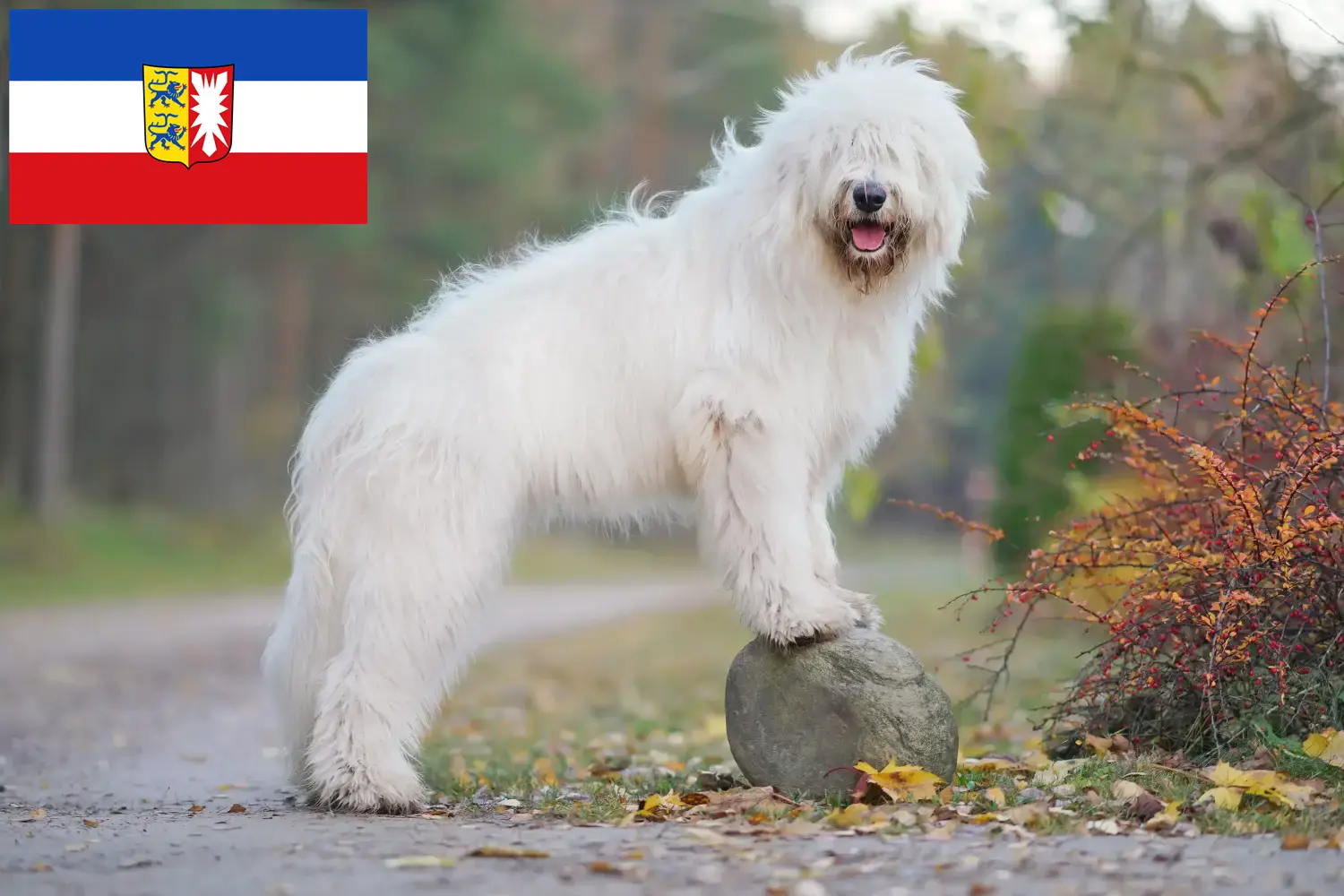 Lees meer over het artikel Zuid-Russische Ovtcharka fokker en puppies in Sleeswijk-Holstein