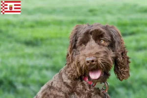 Lees meer over het artikel Australische Labradoodle fokker en puppies in Bremen