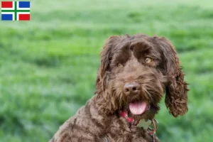 Lees meer over het artikel Australian Labradoodle fokkers en puppies in Groningen