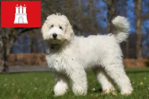 Lees meer over het artikel Australische Labradoodle fokkers en puppies in Hamburg