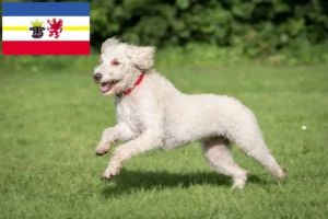 Lees meer over het artikel Australische Labradoodle fokkers en puppies in Mecklenburg-Vorpommern