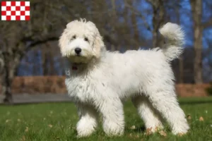 Lees meer over het artikel Australische Labradoodle fokkers en puppy’s in Noord-Brabant