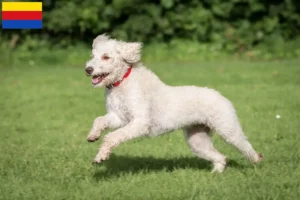 Lees meer over het artikel Australische Labradoodle fokkers en puppies in Noord-Holland