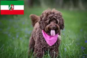 Lees meer over het artikel Australische Labradoodle fokkers en puppies in Noordrijn-Westfalen