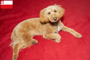 Lees meer over het artikel Australian Labradoodle fokker en puppies in Utrecht