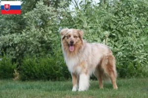 Lees meer over het artikel Australian Shepherd fokkers en pups in Slowakije