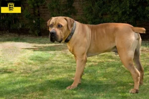 Lees meer over het artikel Boerboel fokkers en pups in Baden-Württemberg