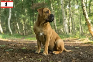 Lees meer over het artikel Boerboel fokkers en puppies in Berlijn