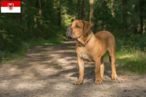 Lees meer over het artikel Boerboel fokkers en puppies in Brandenburg