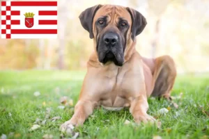 Lees meer over het artikel Boerboel fokkers en pups in Bremen