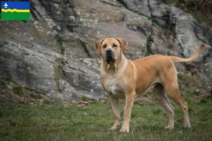 Lees meer over het artikel Boerboel fokkers en puppies in Flevoland