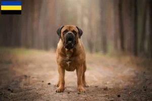 Lees meer over het artikel Boerboel fokkers en pups in Gelderland