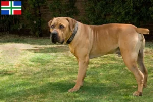 Lees meer over het artikel Boerboel fokkers en pups in Groningen